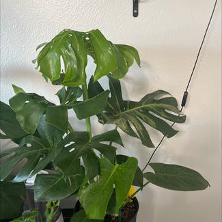 Monstera plant in Fort Worth, Texas