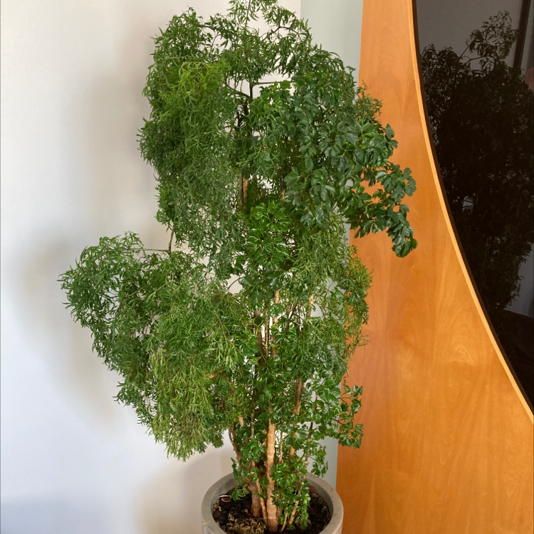 Ming Aralia plant in a pot with lush green foliage, well-framed and centered.