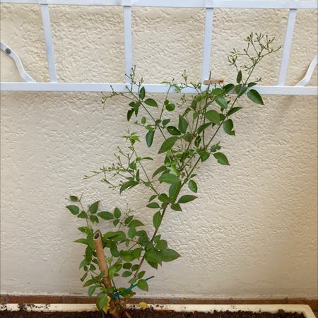 Photo of the plant species Arozes jasmine by Fabioiori named Your plant on Greg, the plant care app