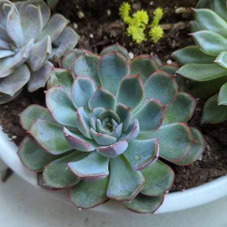 Photo of the plant species Echeveria 'Hercules' by Gaietymudpuppy named Mando on Greg, the plant care app