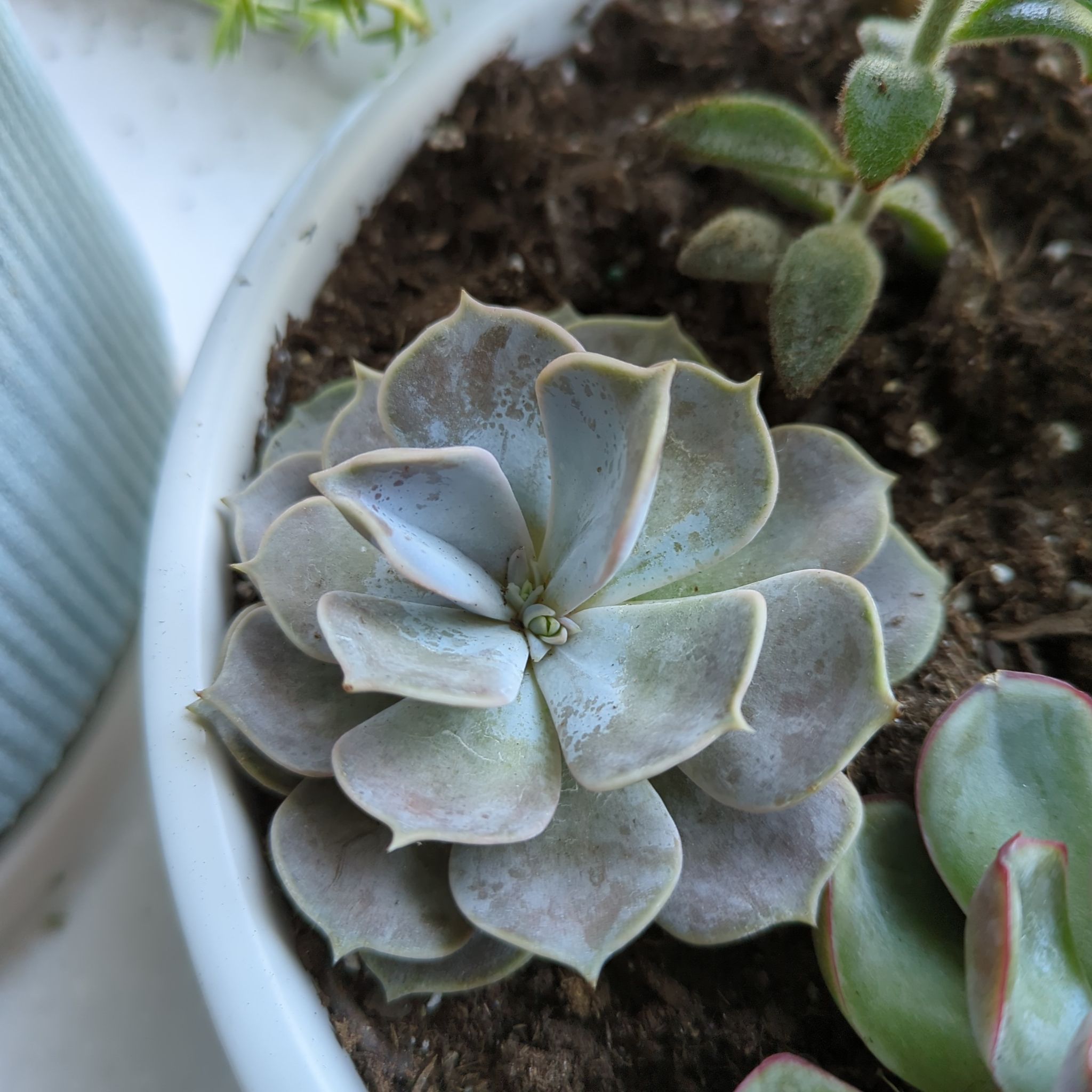 Ghost Echeveria succulent in a pot with visible soil and other plants.