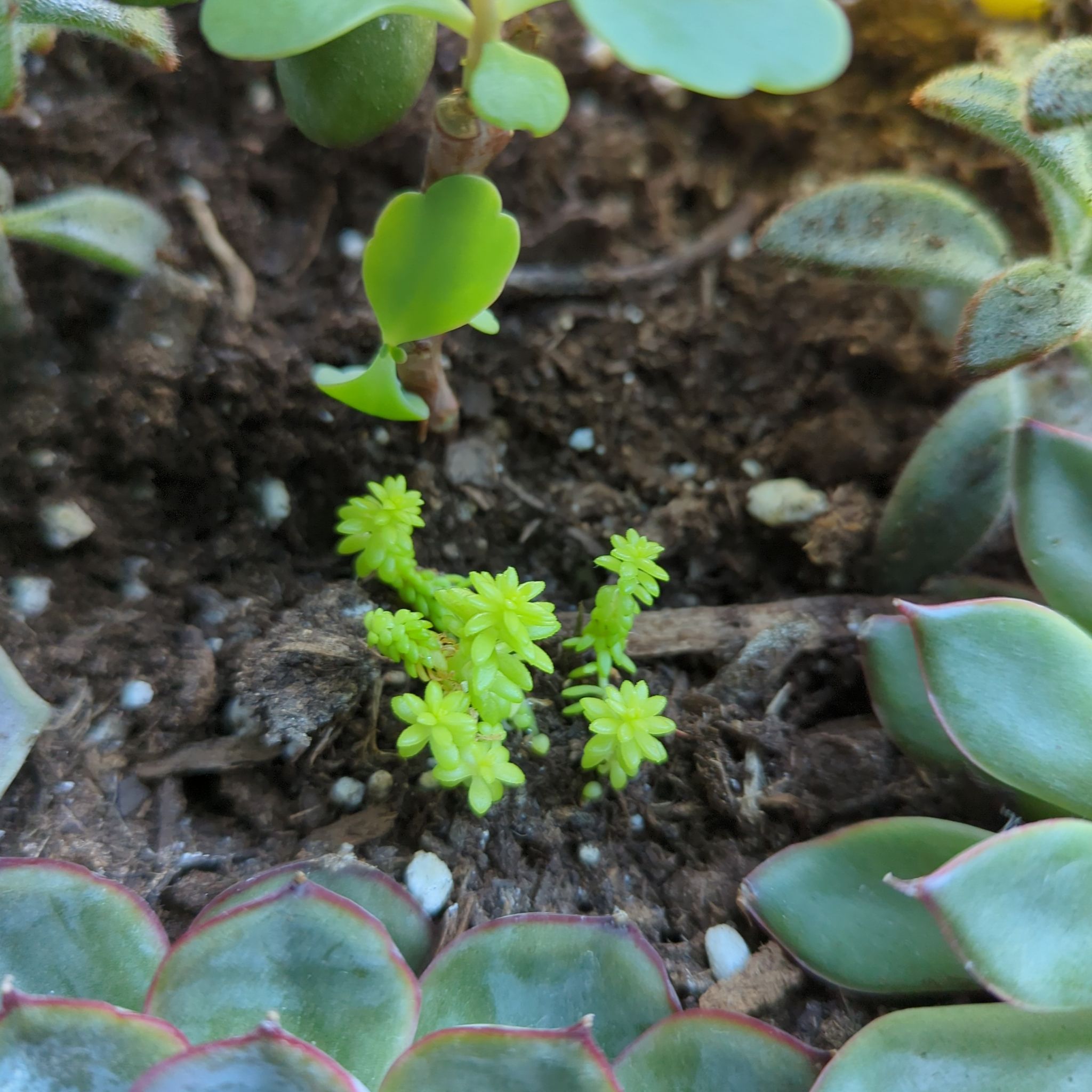 Tasteless Stonecrop (Sedum sexangulare) surrounded by other succulents in soil.