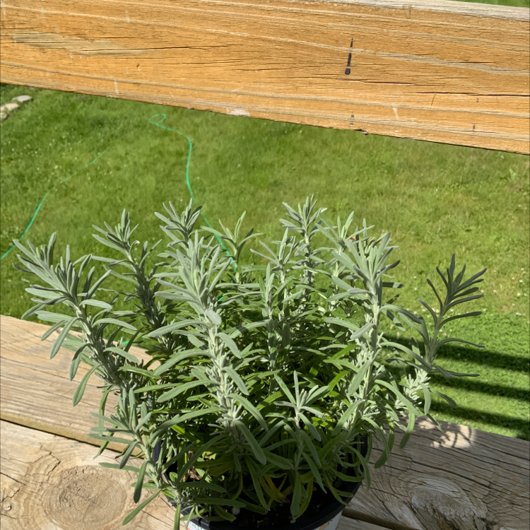 Photo of the plant species Anouk Supreme Spanish Lavender by @Buddha777353 named Grimace on Greg, the plant care app