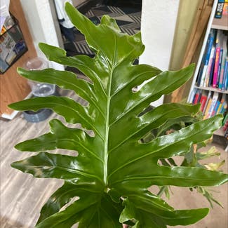 Split Leaf Philodendron plant in Midland, Michigan