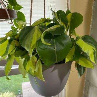 Heartleaf Philodendron plant in Midland, Michigan