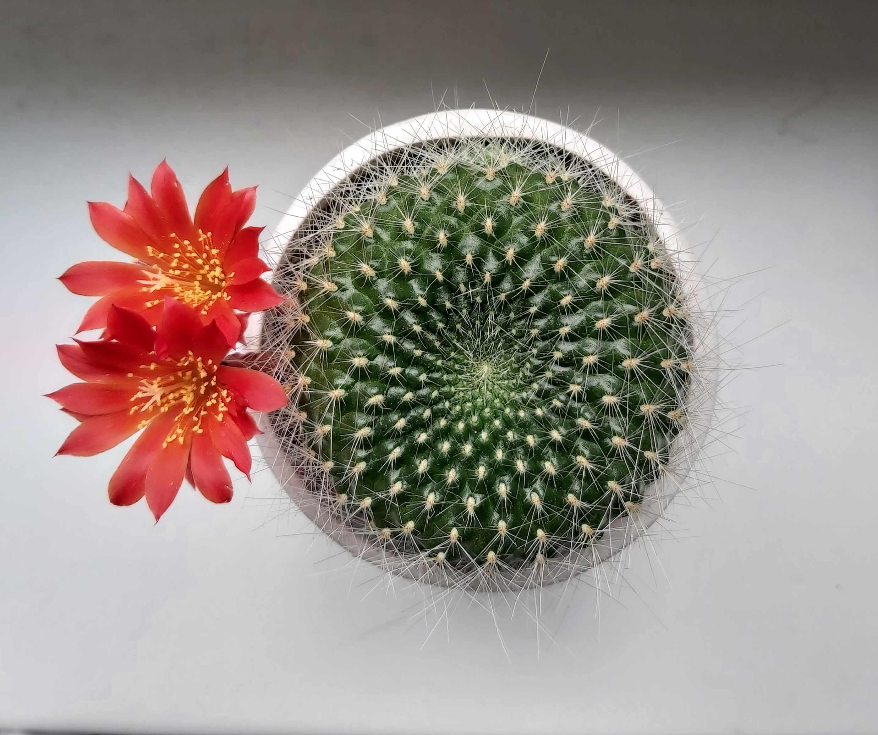 Scarlet Ball Cactus with red flowers, well-centered and in focus.