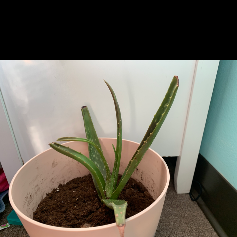 Aloe vera plant photo by Greguser named Vera on Greg, the plant care app.