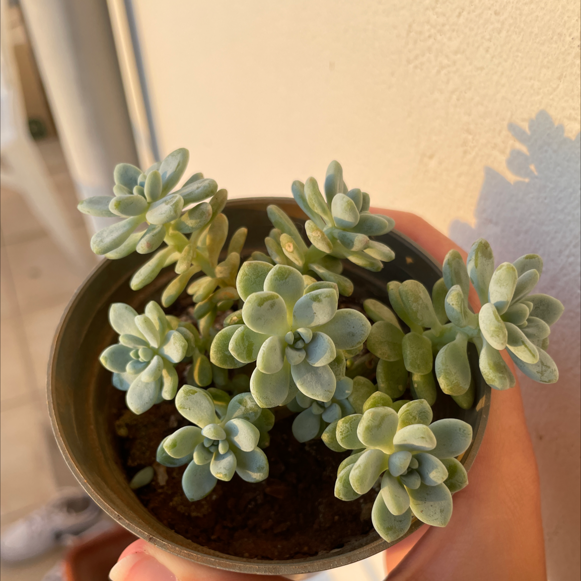 Healthy Pachyphytum Baby Finger succulent in a small pot, held by a hand.