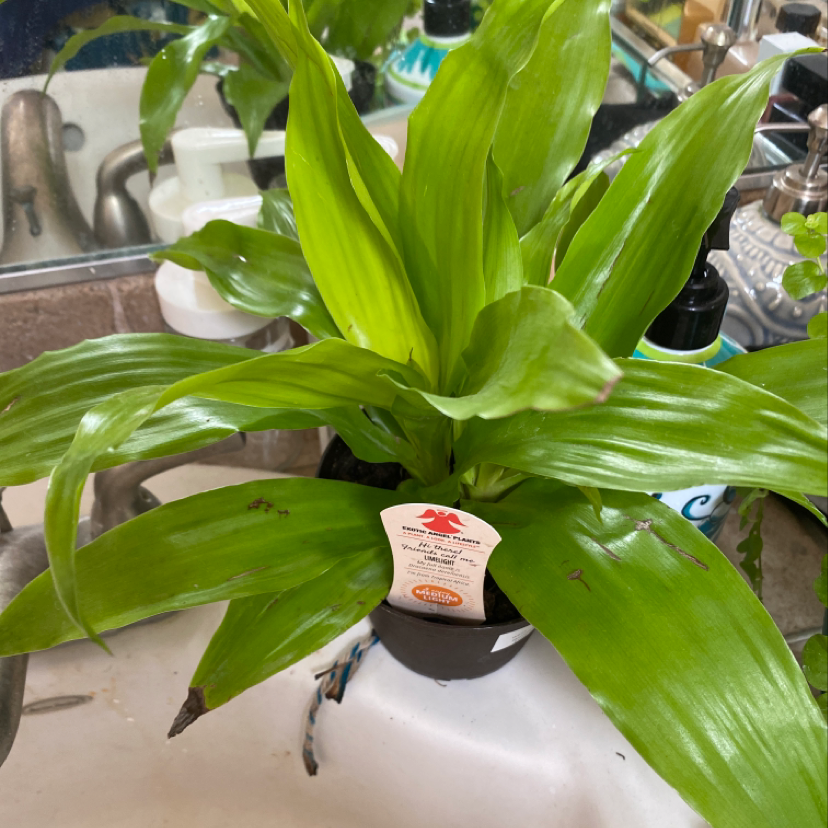 A healthy and vibrant Cornstalk Dracaena plant with long, slender green leaves growing in a spiral pattern in a black plastic pot.