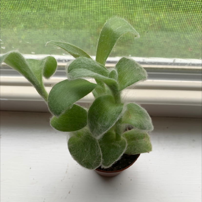 A healthy White Velvet plant with fuzzy green leaves in a small pot on a windowsill.
