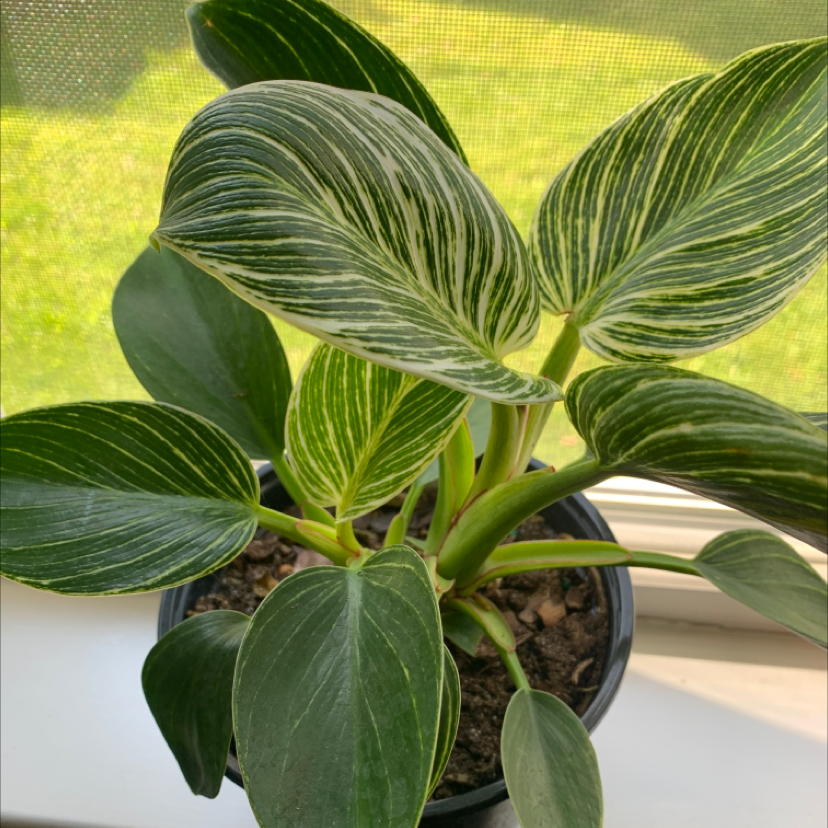 Philodendron Birkin plant with variegated leaves in a pot, healthy and well-framed.