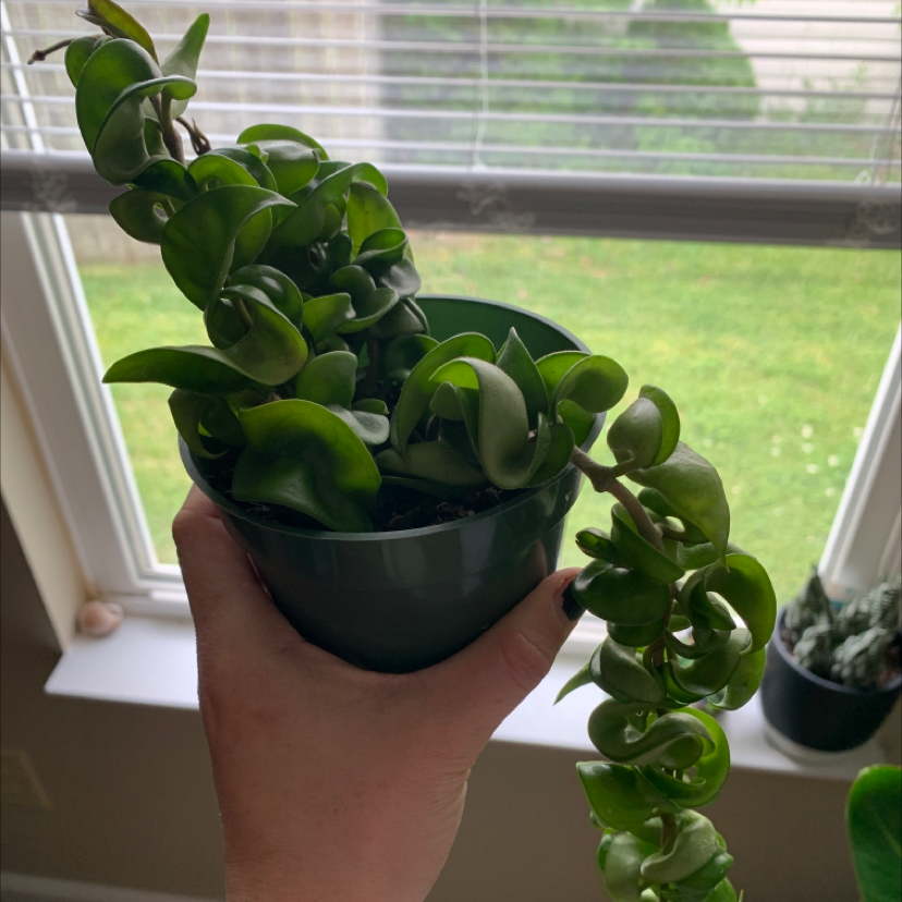 Healthy wax plant with curled, glossy green leaves held in a hand in front of a sunny window, indicating excellent care.