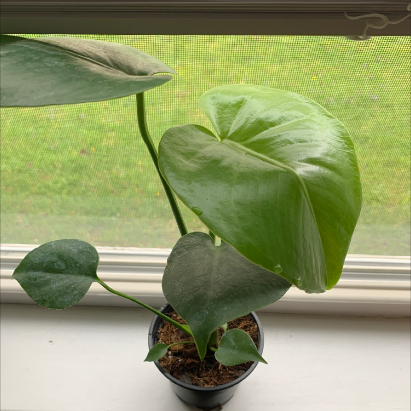 Healthy Monstera deliciosa plant with large, glossy, fenestrated leaves, potted in dark container on sunny windowsill.