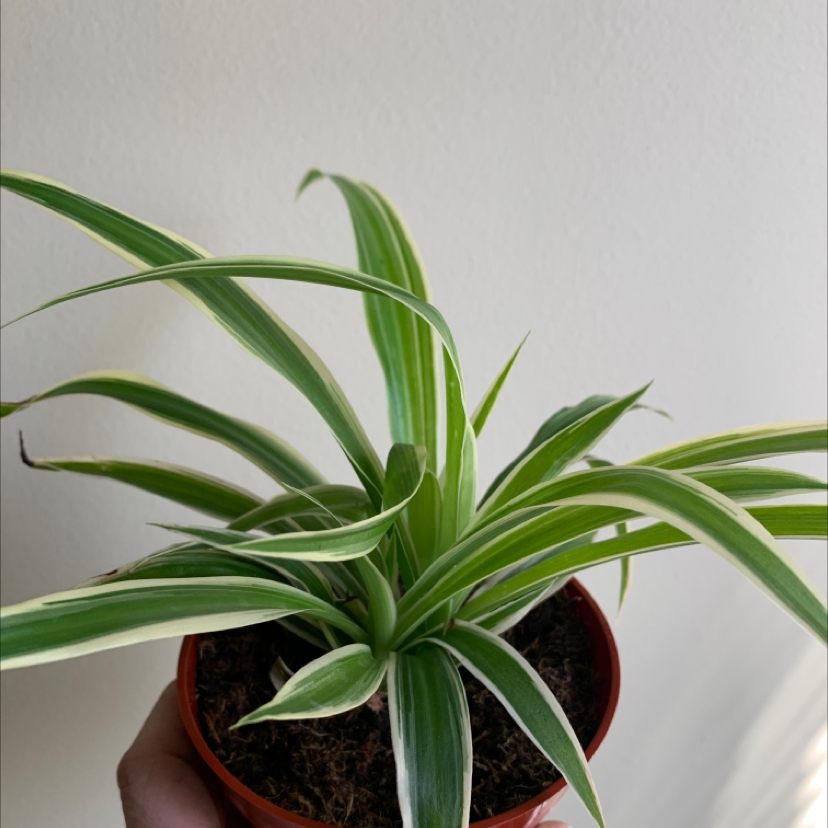 Spider Plant plant photo by @15shobbs named Leonardo on Greg, the plant care app.