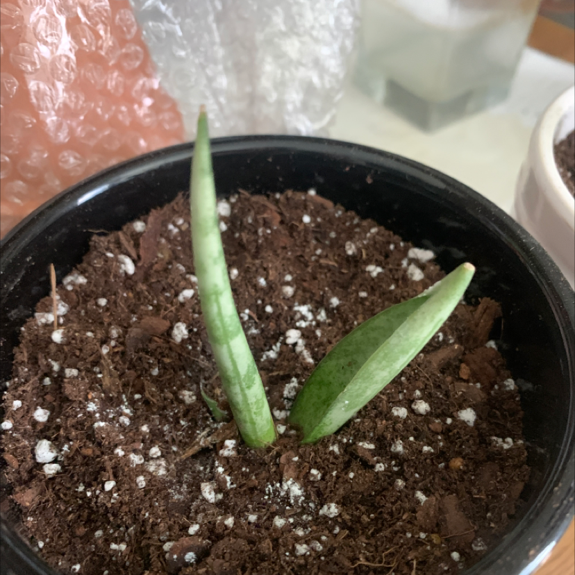 aloe vera plant care problems