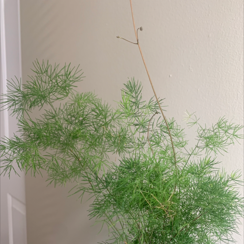 Close-up of a healthy, lush asparagus fern with feathery bright green foliage against a neutral background.