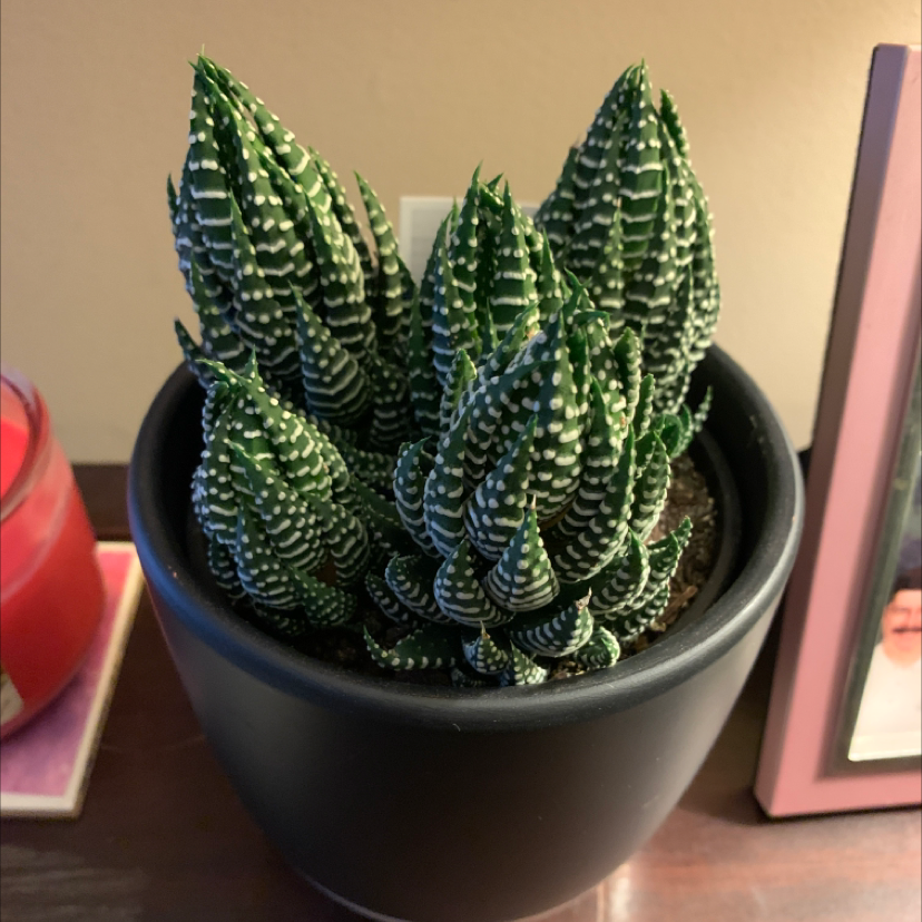 Zebra plant with vibrant green striped leaves in a black ceramic pot, appearing healthy and well-cared for.