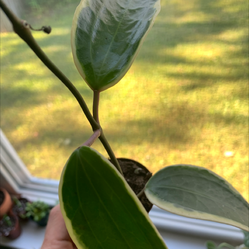 Hoya macrophylla plant with variegated leaves held by a hand, well-framed and in focus.