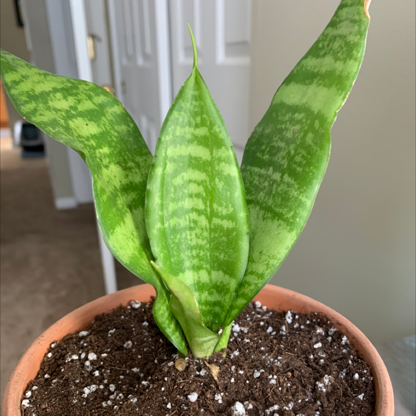 Snake Plant with three healthy leaves in a pot, soil visible.