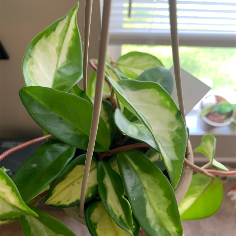 Healthy green and white variegated waxplant (Hoya carnosa) leaves in close-up view near a window with blinds.