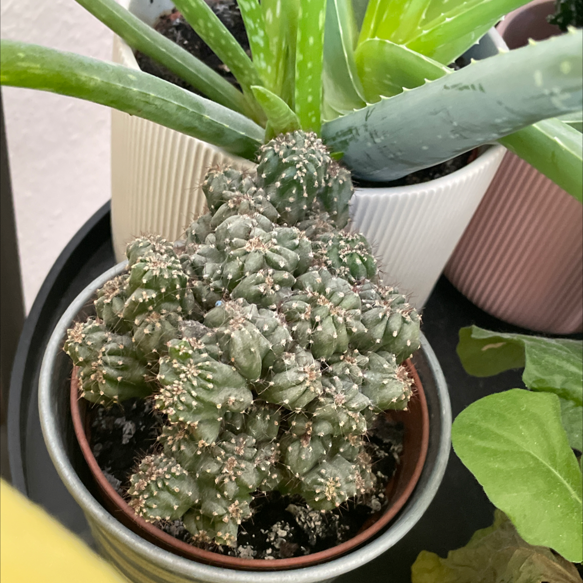 Eve's Needle Cactus plant photo by @jonas named Emerson on Greg, the plant care app.