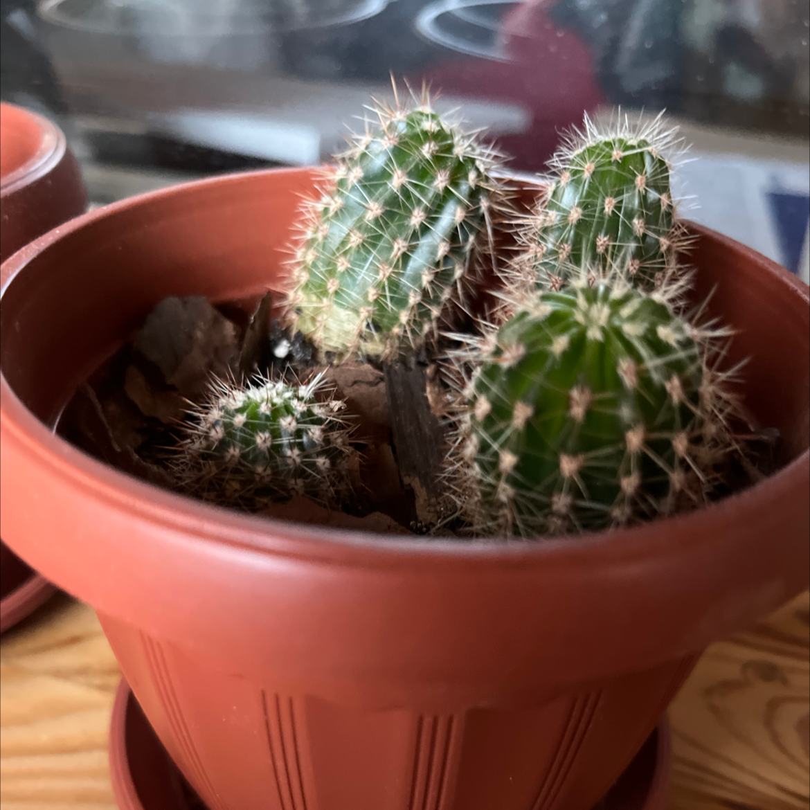 Small cactus plant in a terracotta pot, identified as Navajo Bridge Prickly Pear.