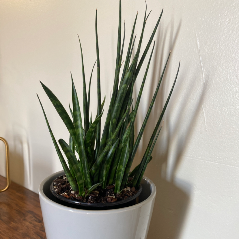Cylindrical Snake Plant in a white pot with visible soil, healthy green leaves.