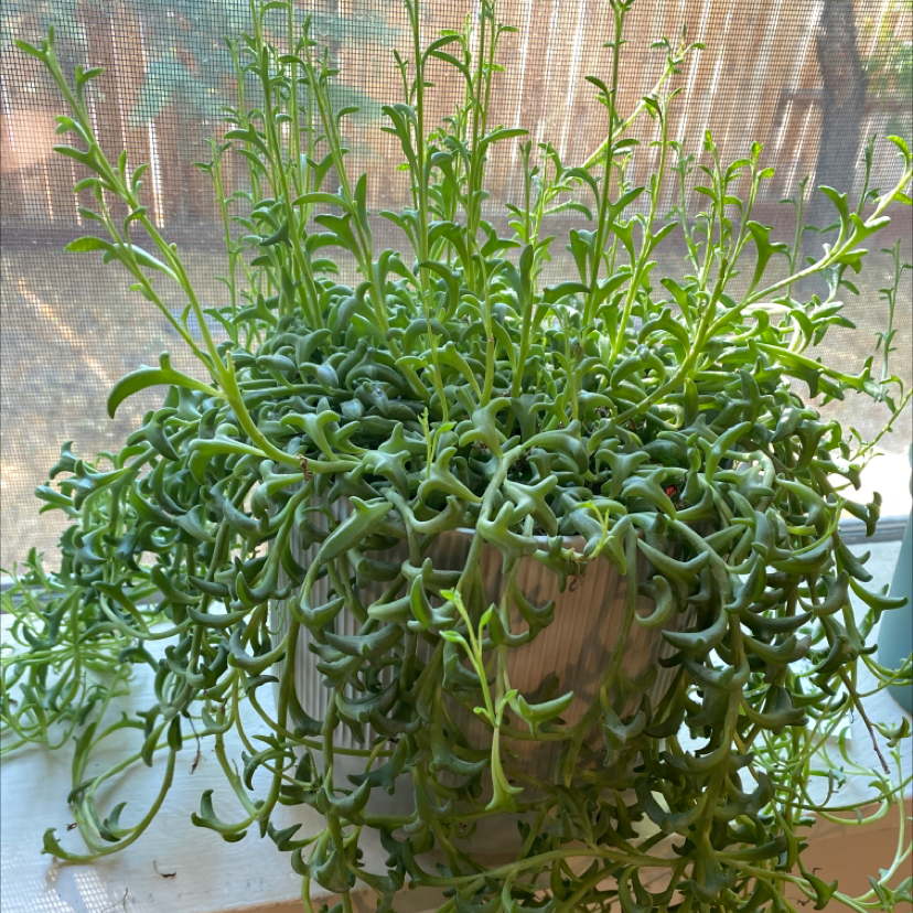 Healthy String of Dolphins plant in a pot on a windowsill with green, dolphin-shaped leaves.