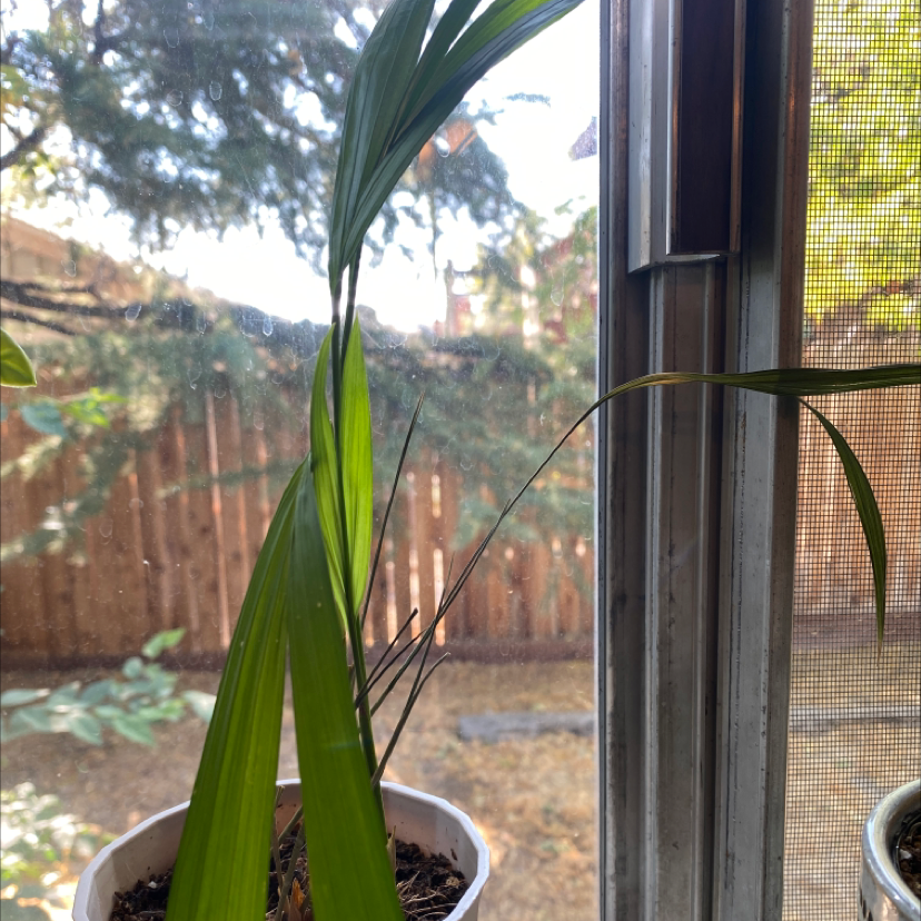 Why Are There Brown Spots On My Kentia Palm Leaves? 🍂