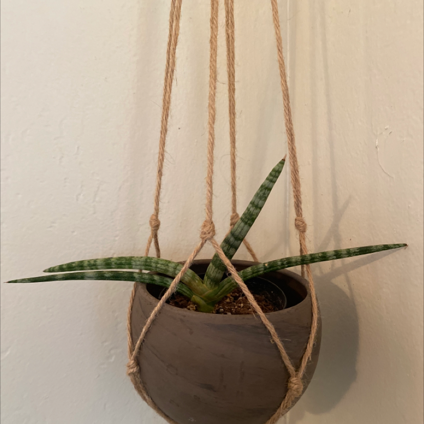 Cylindrical Snake Plant in a hanging pot with healthy green leaves.