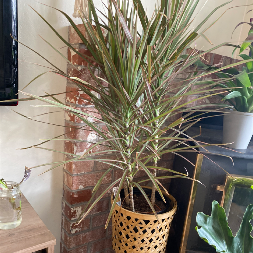Healthy Song of India plant with long striped leaves in a woven basket, no signs of disease or damage.