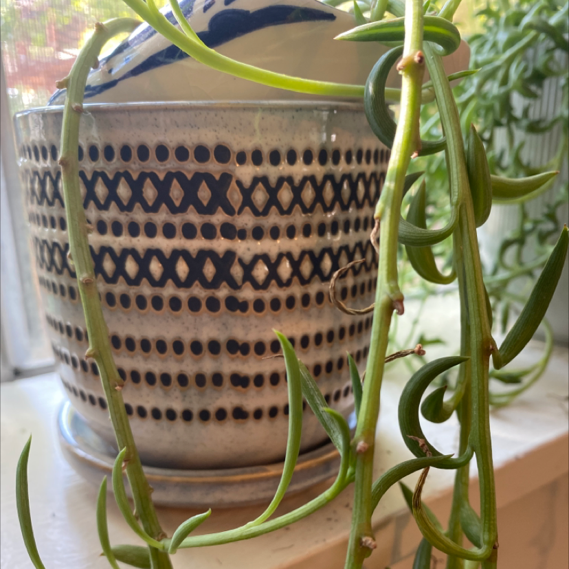 Healthy String of Bananas plant with trailing vines and plump leaves in a decorative pot, no visible issues.