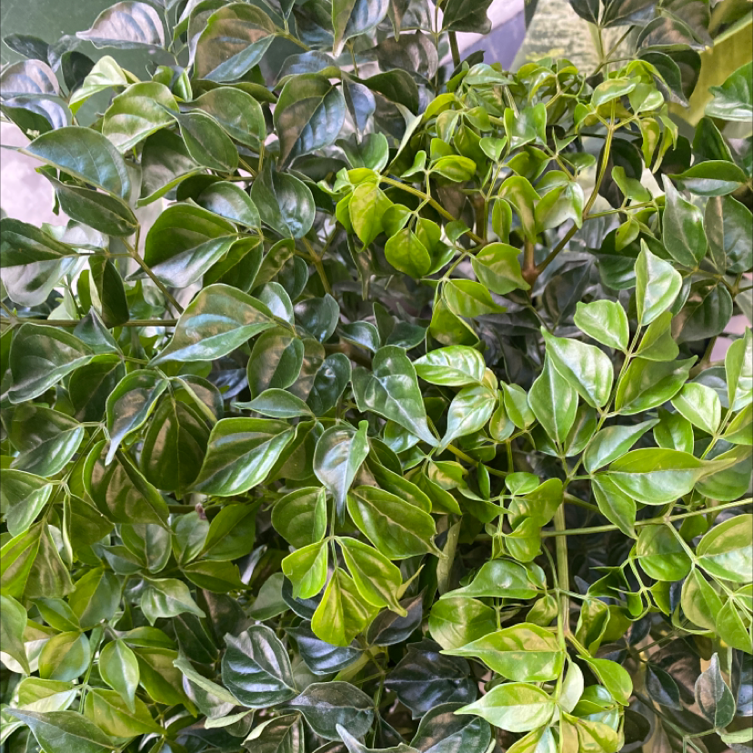 Healthy, thriving China Doll plant with lush green foliage and pinnate compound leaves in a close-up view.