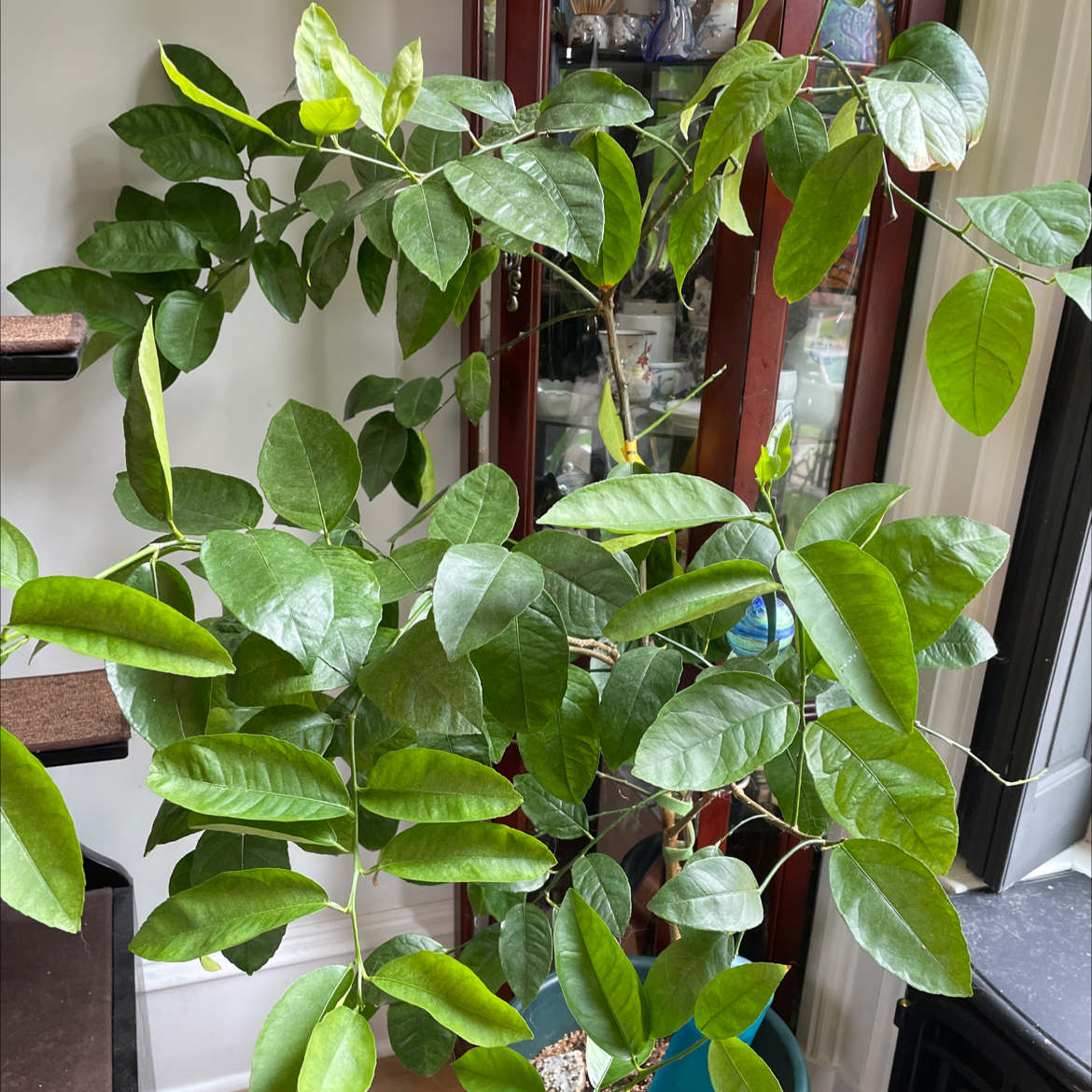 Healthy Persian Lime plant with vibrant green leaves in a pot.