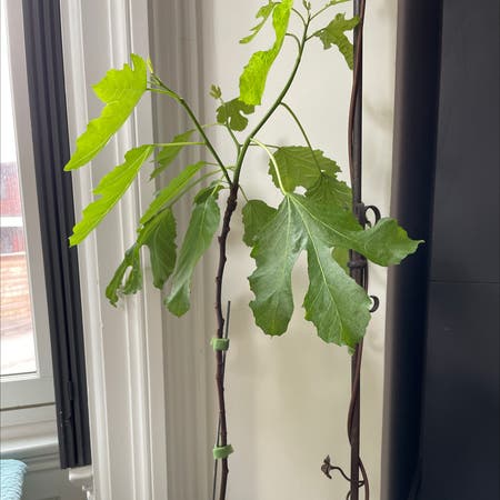 Photo of the plant species Fig by Brilliantredlog named Petite Negra on Greg, the plant care app