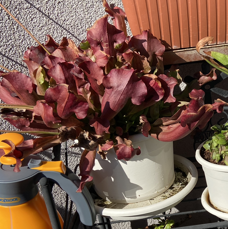 Purple Pitcher Plant in a white pot with vibrant red pitchers, soil visible.