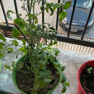 Tomato Plant plant in Fort Worth, Texas