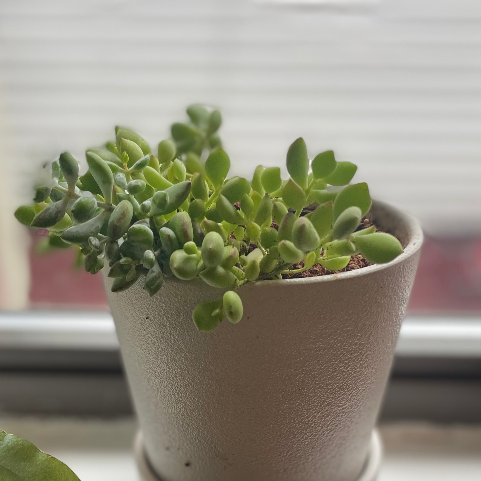Potted Cliff Cotyledon succulent on a windowsill, healthy and well-framed.