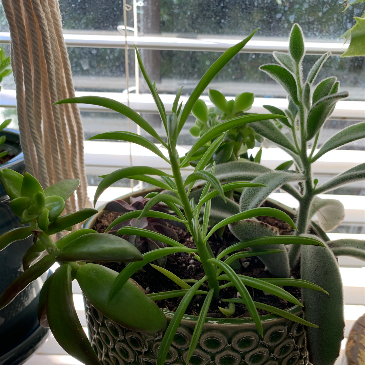 Healthy Mother of Millions plant in ceramic pot on windowsill, green leaves with some browning on lower foliage.