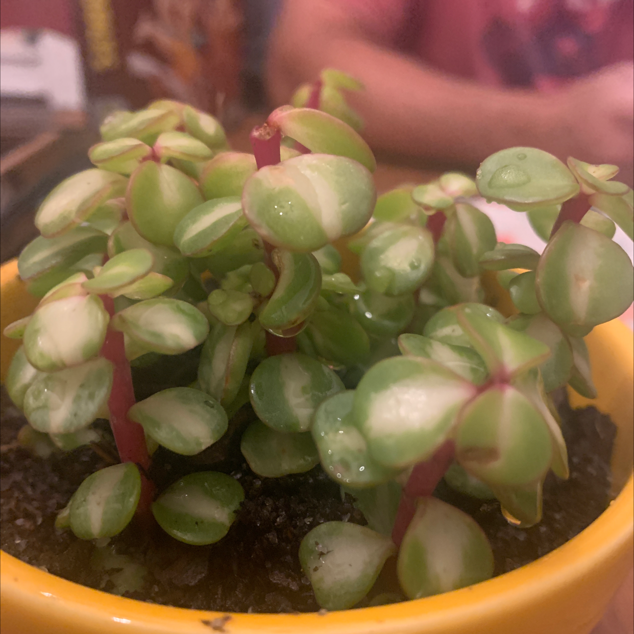 Close-up of a healthy variegated Crassula Pellucida succulent plant with round, fleshy leaves in shades of green, yellow and pink, in a terracotta pot.