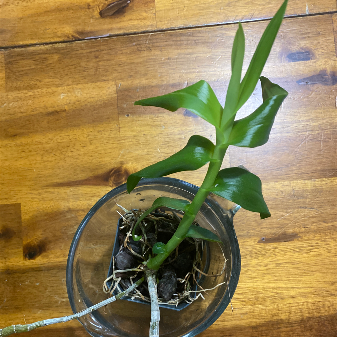Photo of the plant species Hono Hono Orchid by Anca named Savanah on Greg, the plant care app