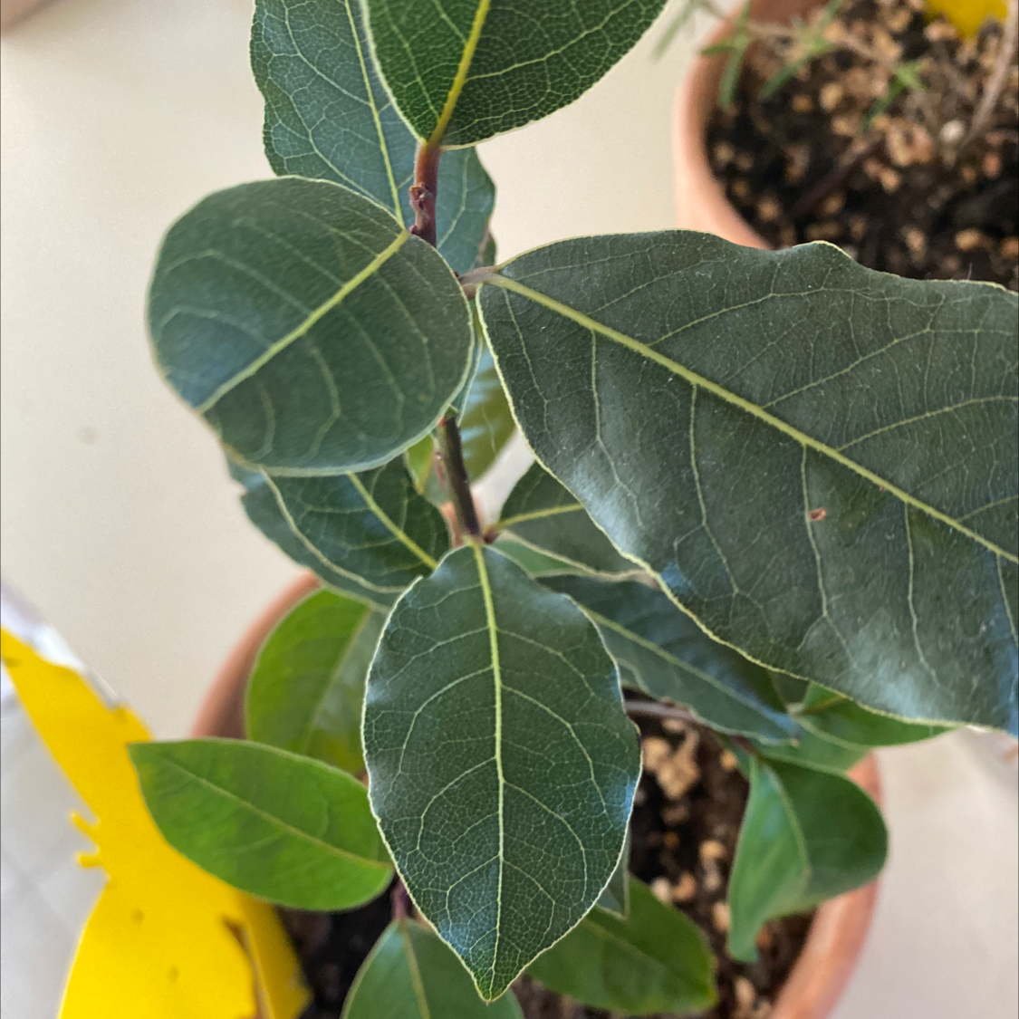 Bay Laurel plant with healthy green leaves in a pot. Soil is visible.