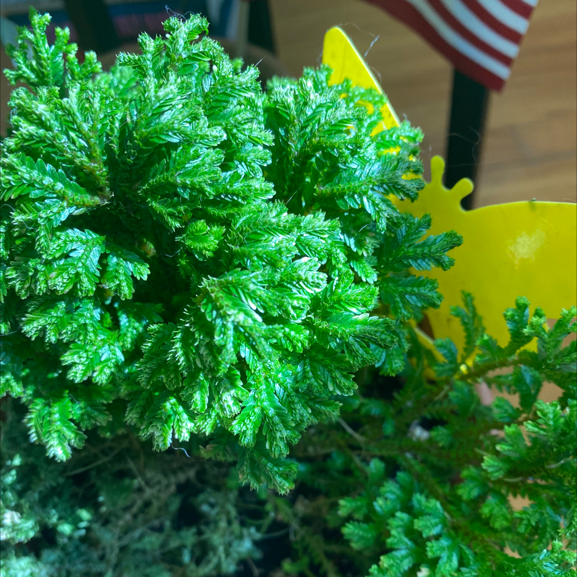 Healthy, vibrant green Club Moss plant with dense, feathery foliage in close-up view, thriving with no signs of damage or disease.