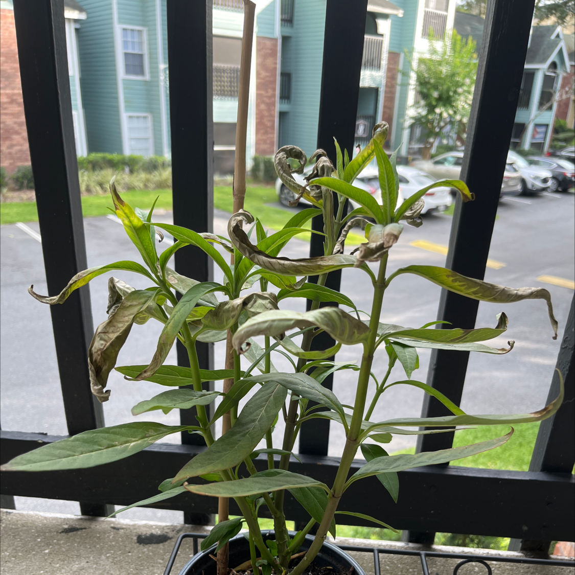 Rolfs' Milkweed plant with wilted and discolored leaves on a balcony railing.