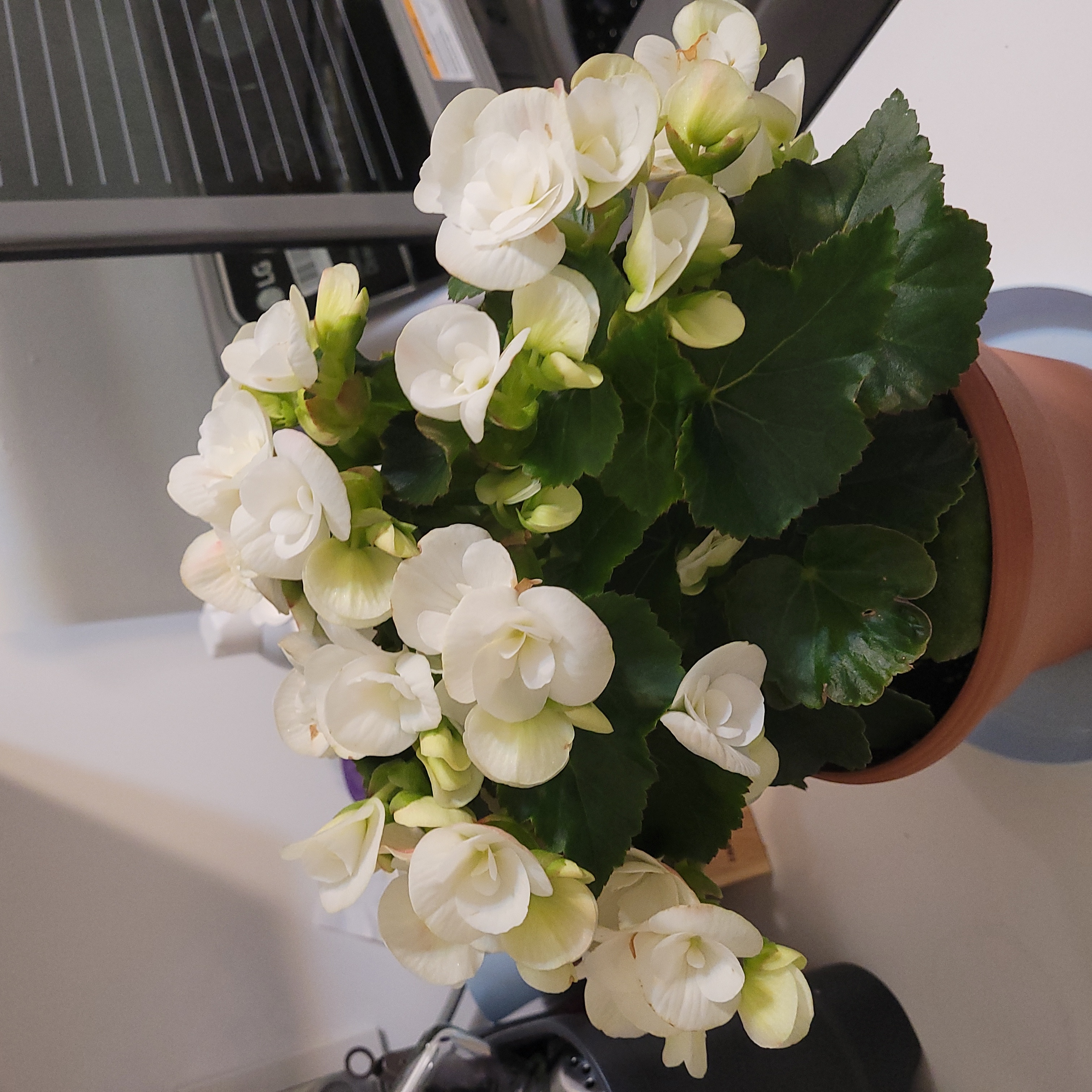 Photo of the plant species Hiemalis Begonia by @BombayCat named Clara on Greg, the plant care app