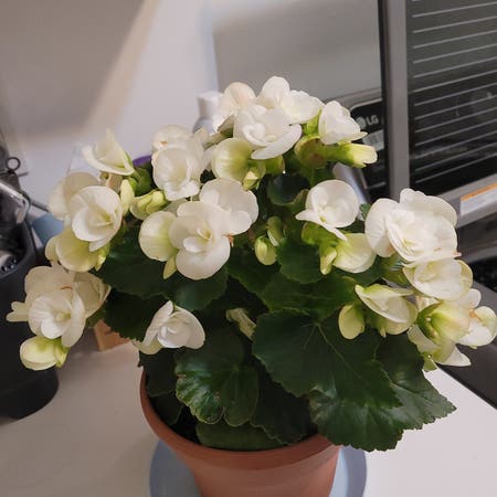 Photo of the plant species Hiemalis Begonia by Bombaycat named Clara on Greg, the plant care app