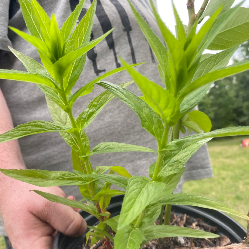 Healthy Northern Willowherb plant held by a person, with green elongated leaves.
