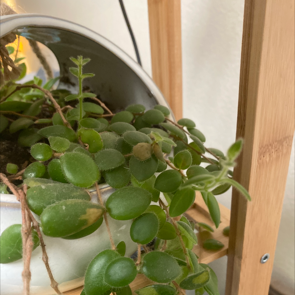 Photo of the plant species Carmine rātā by @NewGuzmania named Your plant on Greg, the plant care app
