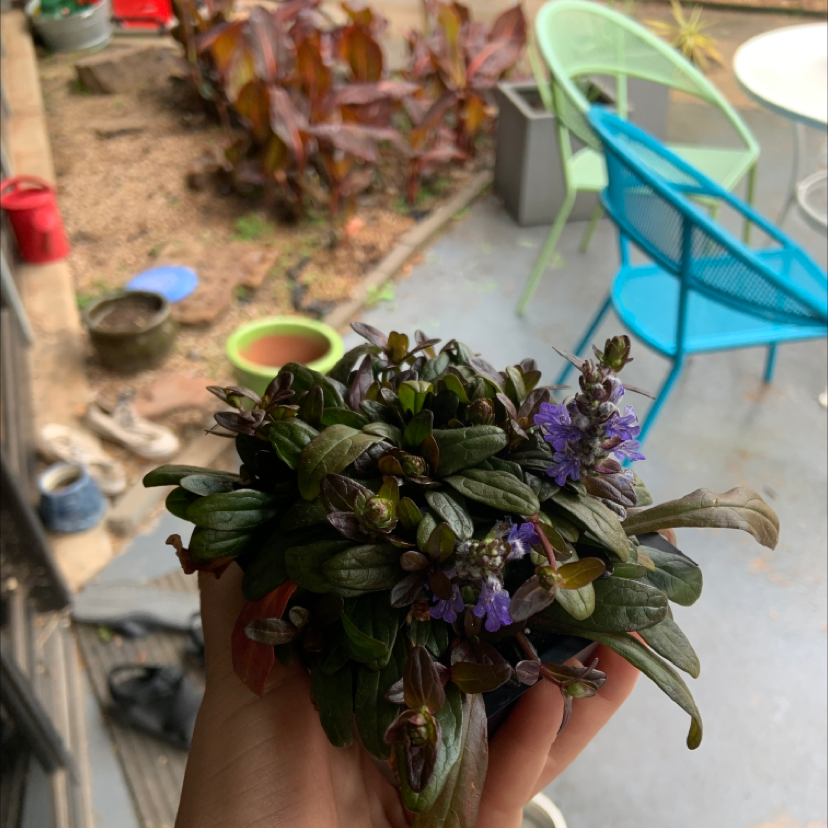 Blue Bugle plant photo by @lulu_h named violet on Greg, the plant care app.