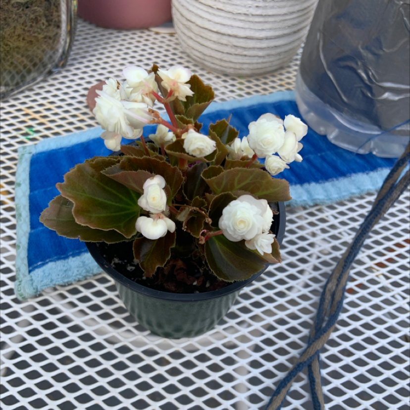 Begonia cucullata plant photo by @lulu_h named brighton on Greg, the plant care app.